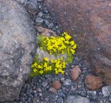 Draba bryoides. Цветущее растение. Кабардино-Балкария, южный склон Эльбруса, немного ниже ледника Малый Азау, тропа на оз. Мал. Азау, идущая по боковой правой морене, ≈ 3200 м н.у.м., камни из лавы. 24.06.2008.