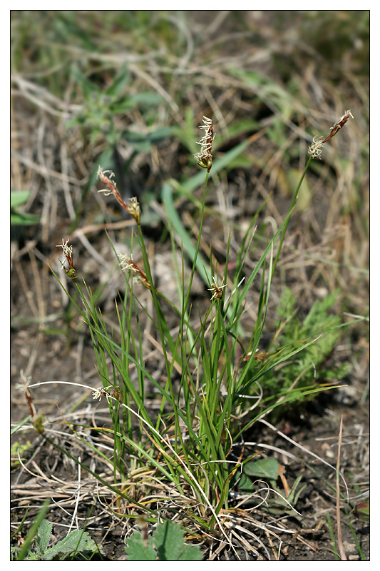 Изображение особи Carex supina.