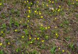 Ranunculus helenae