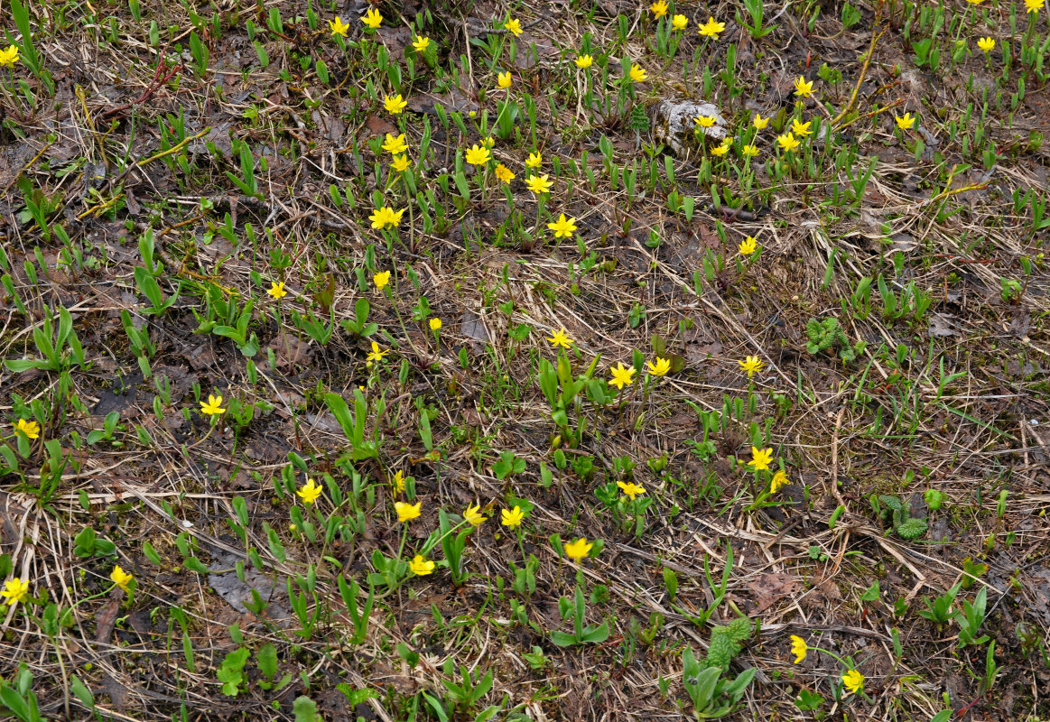 Image of Ranunculus helenae specimen.