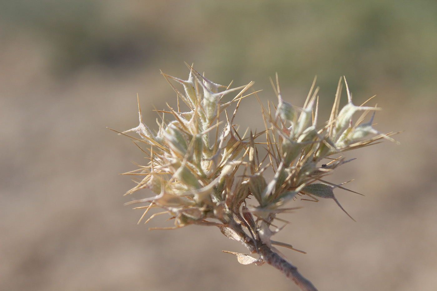 Изображение особи Ceratocarpus utriculosus.