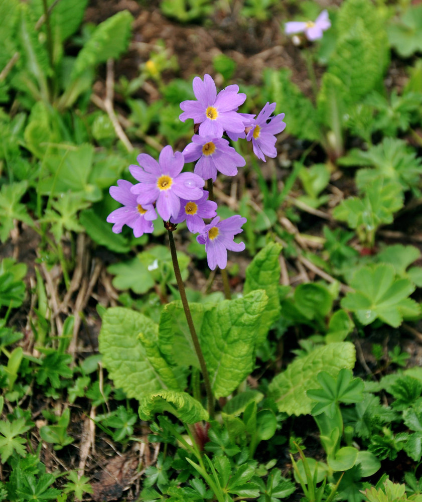 Image of Primula amoena specimen.