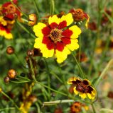 Coreopsis tinctoria