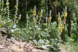 Verbascum formosum. Цветущие растения. Грузия, г. Тбилиси, Центральный ботанический сад АН Грузии, опушка широколиственного леса с щебенистым грунтом. 15.05.2017.