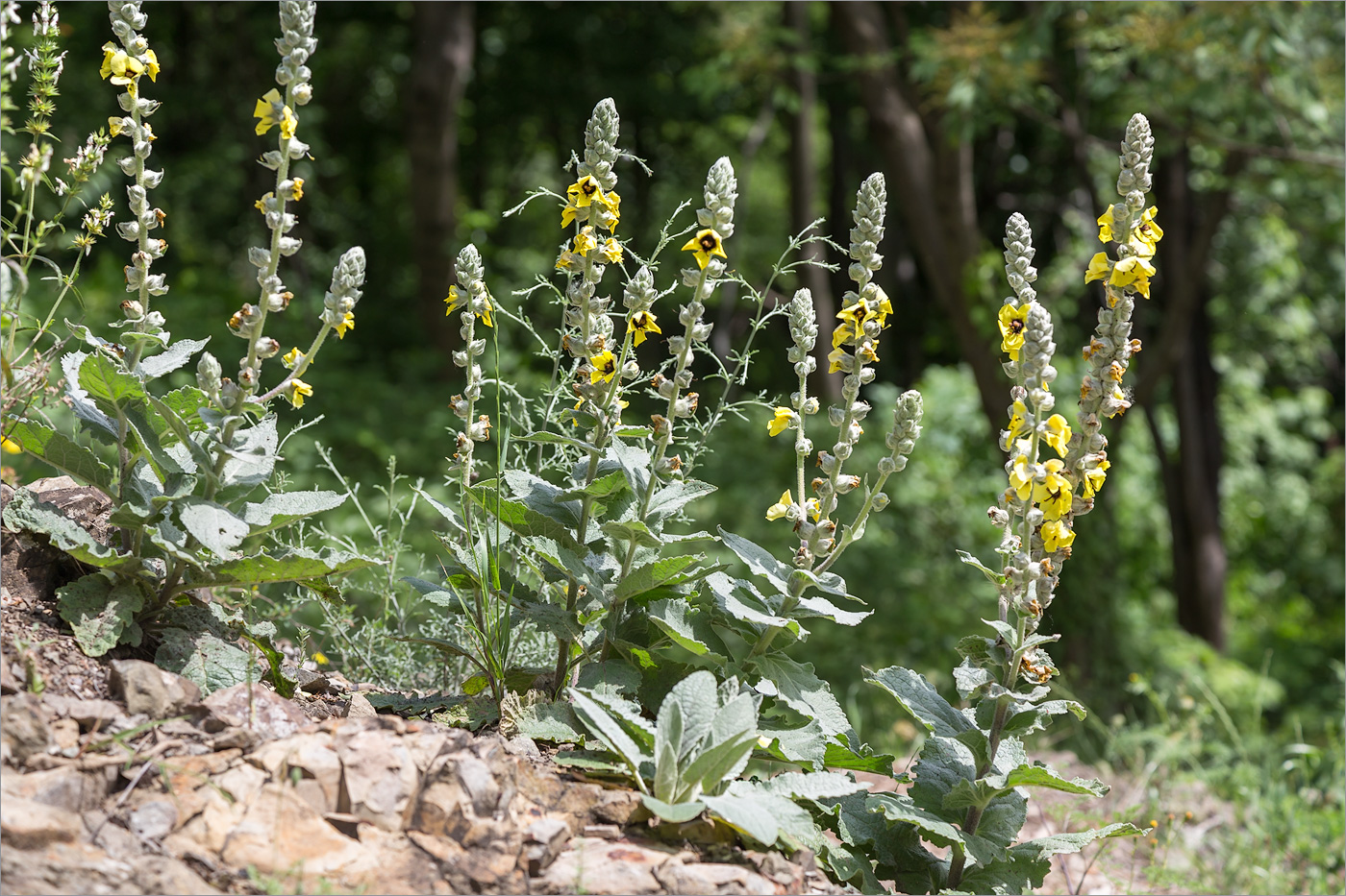 Image of Verbascum formosum specimen.