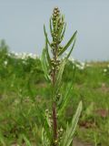 Artemisia integrifolia. Верхушка растения в стадии бутонизации. Магаданская обл., Ольский р-н, Ольское шоссе, заброшенное поле. 06.08.2017.