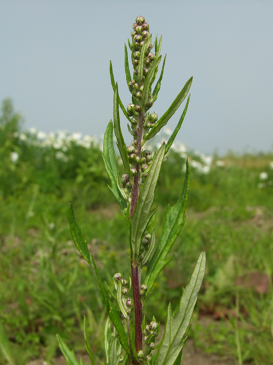 Image of Artemisia integrifolia specimen.