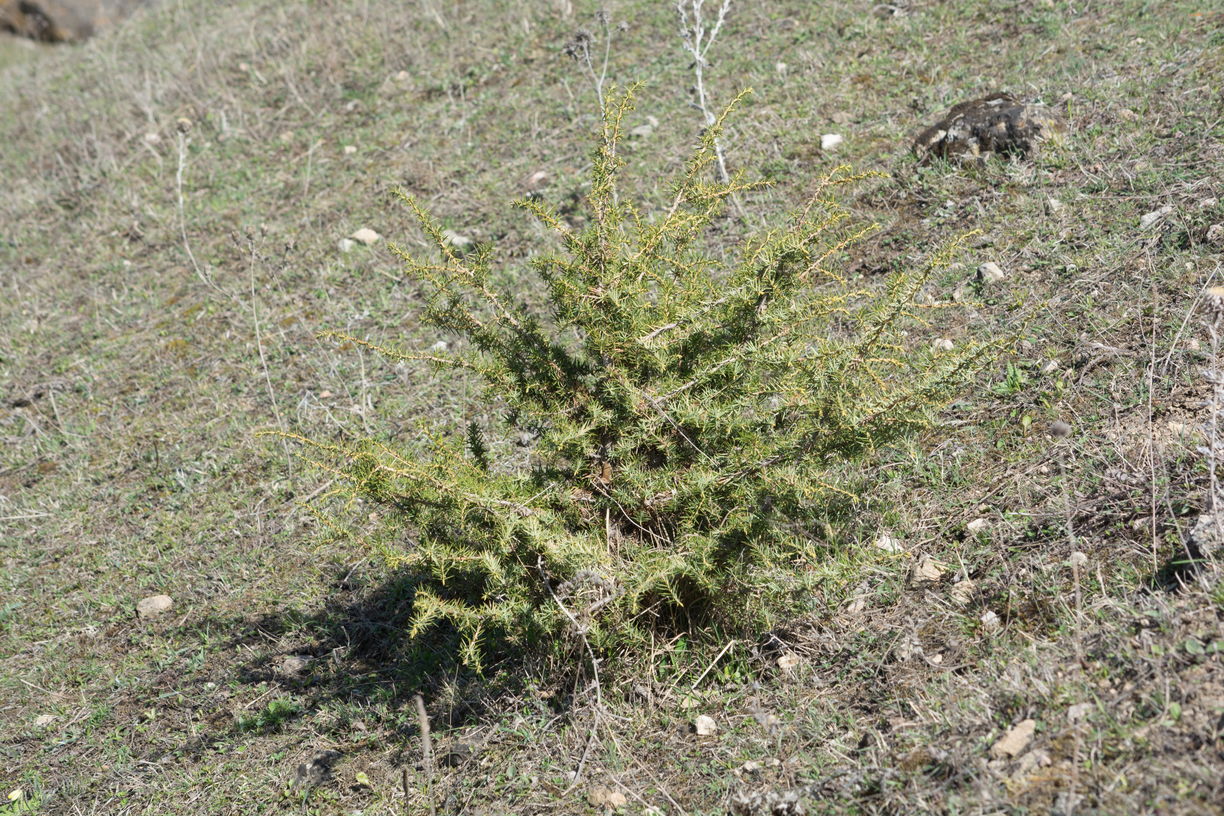 Image of Juniperus oblonga specimen.