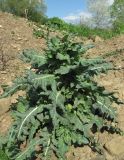 Hyoscyamus niger. Цветущее растение. Краснодарский край, Абинский р-н, юж. окр. ст. Холмская, рудеральное место. 24.04.2018.