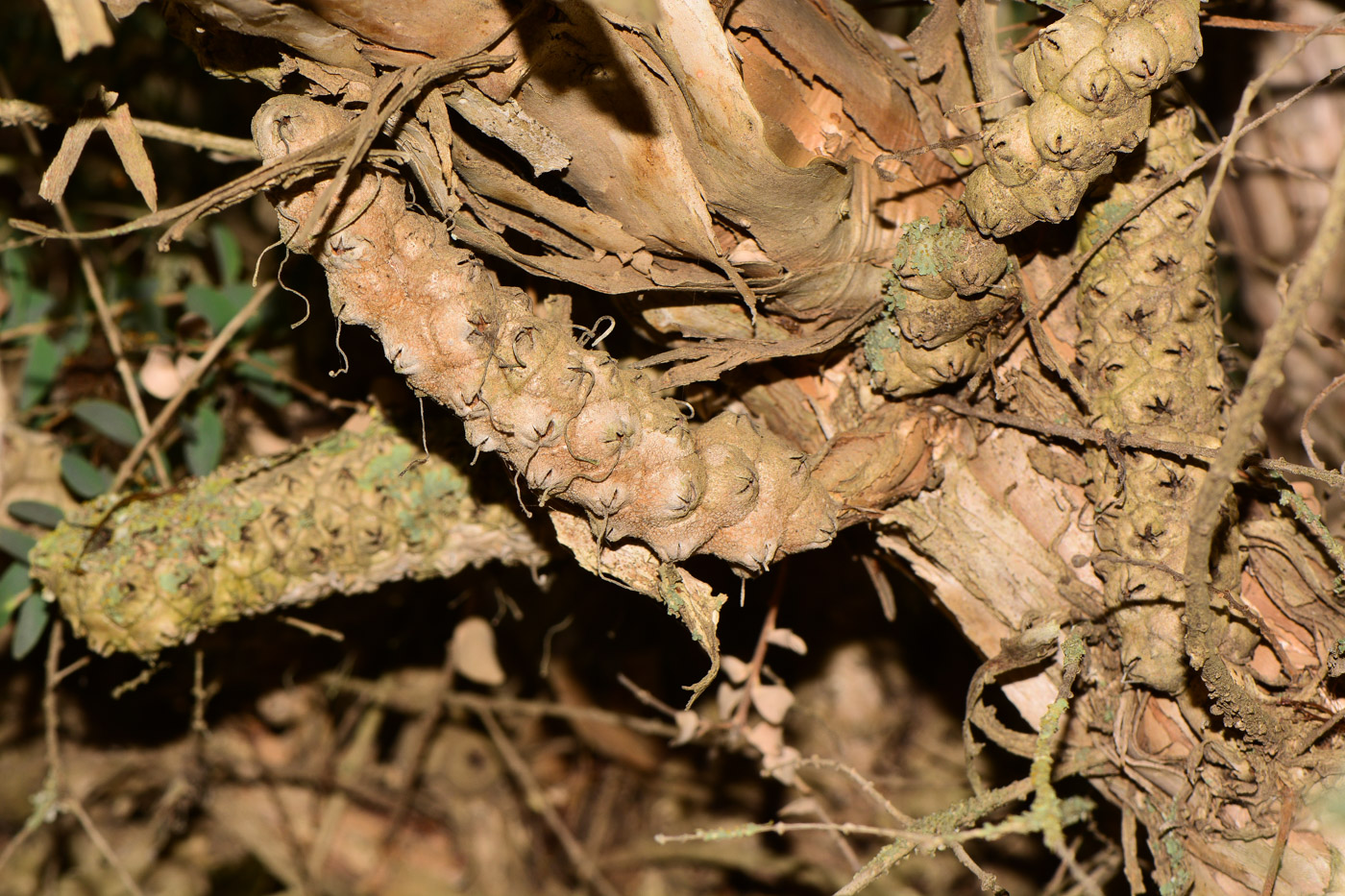 Image of Melaleuca elliptica specimen.