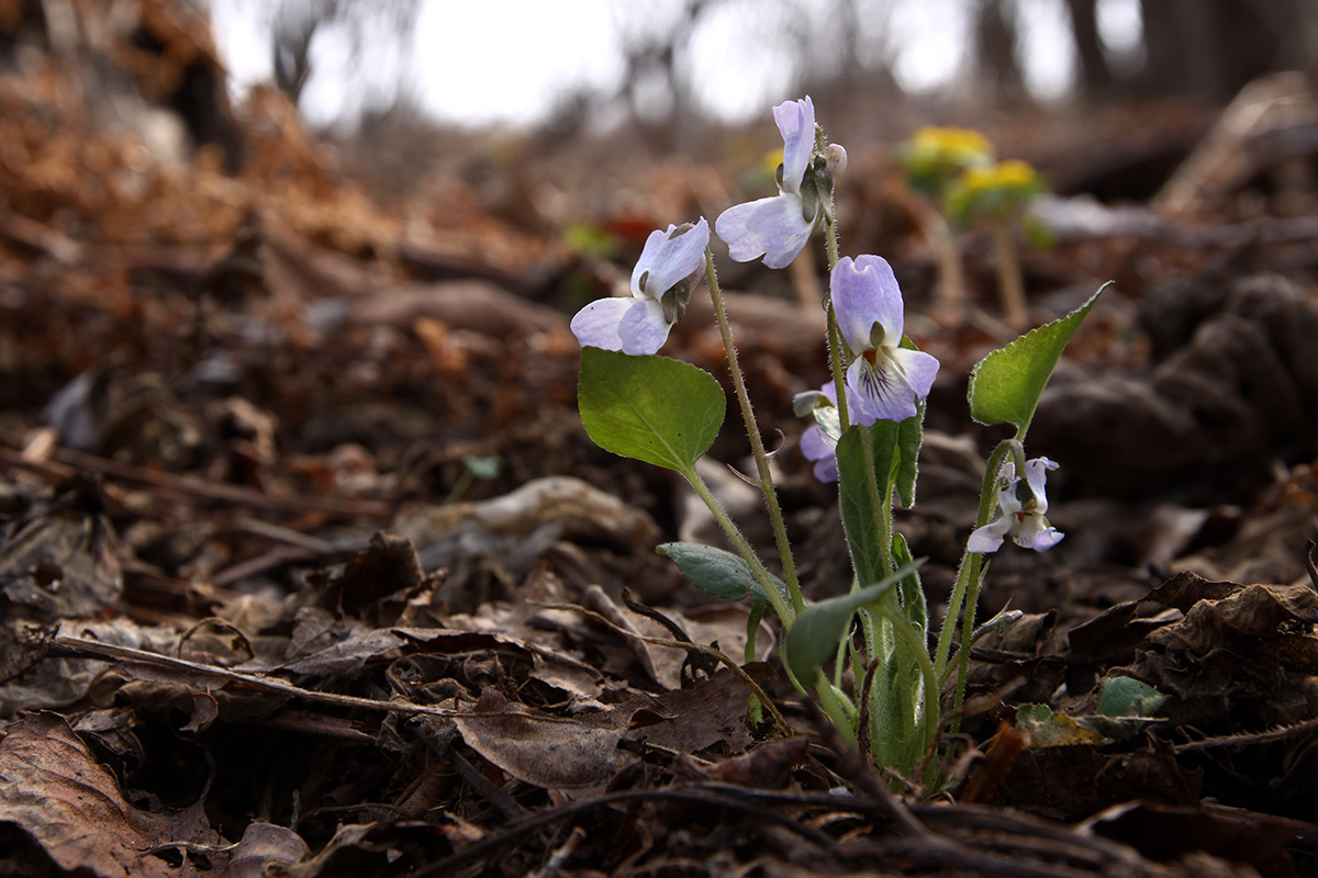 Image of Viola collina specimen.