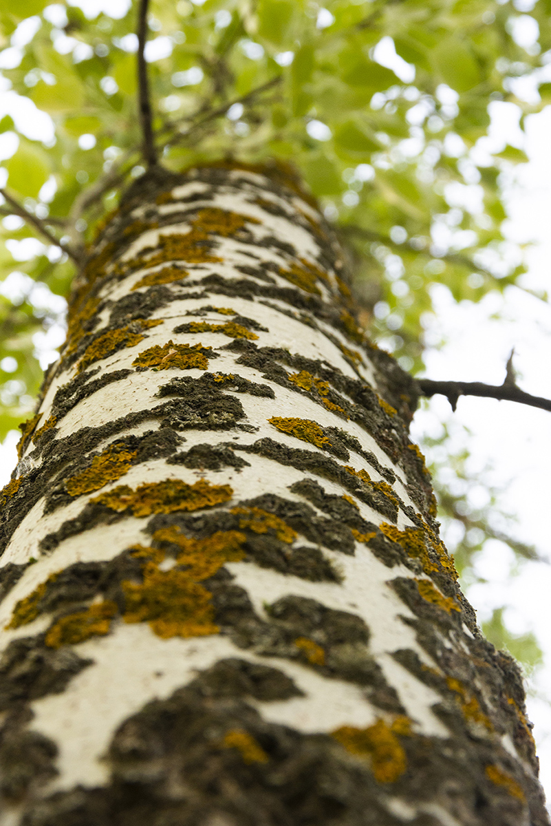 Изображение особи Populus alba.