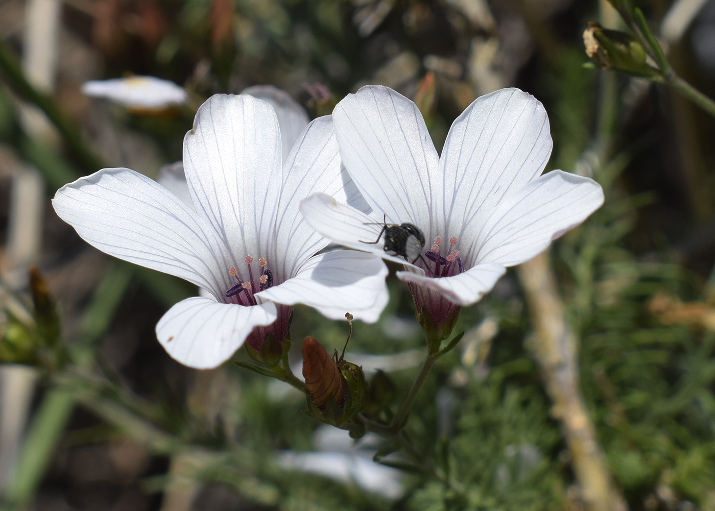 Image of Linum milletii specimen.