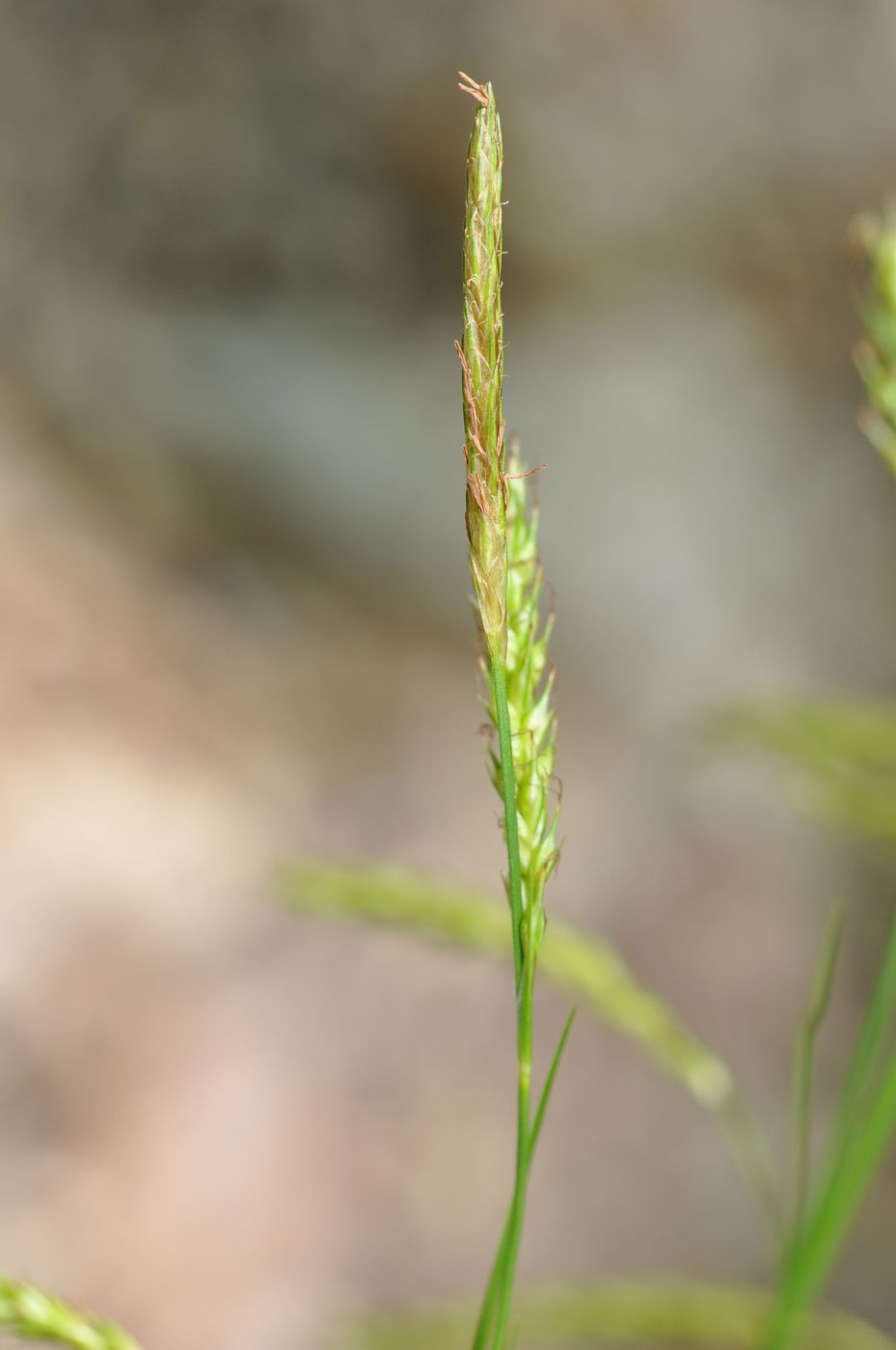 Image of genus Carex specimen.