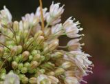 Allium pallens subspecies coppoleri