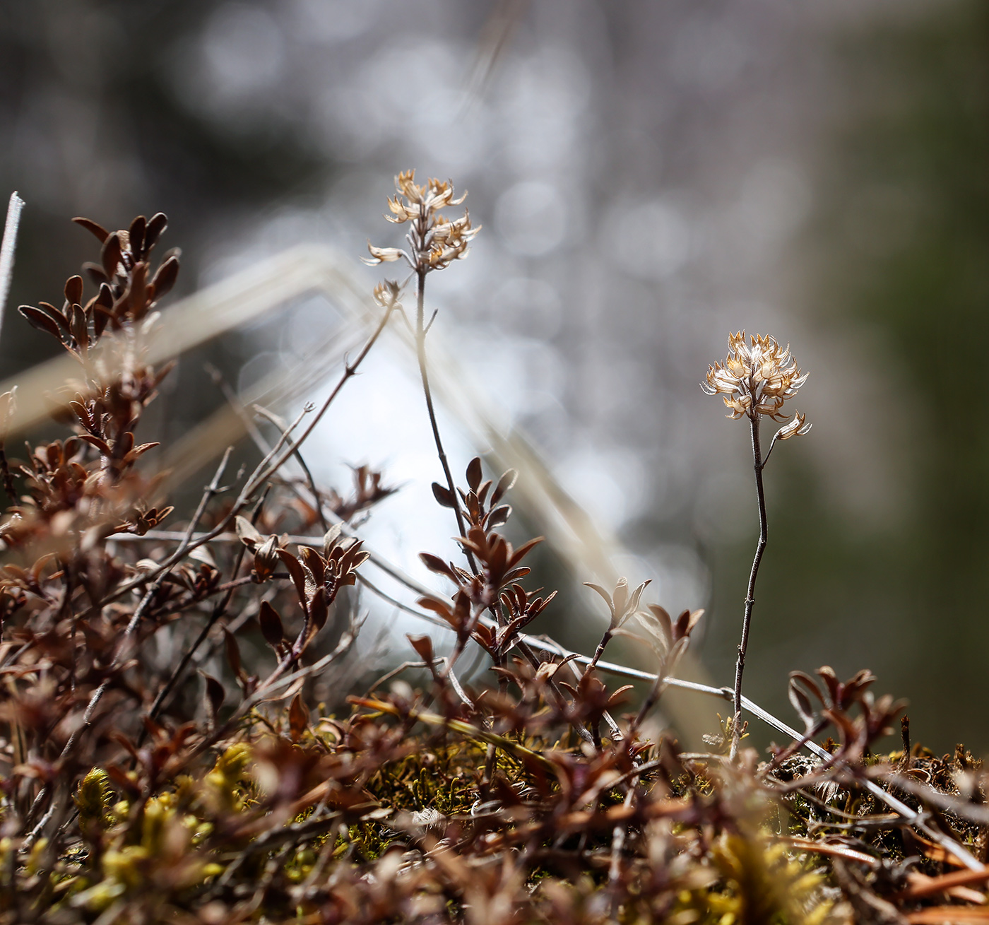 Image of genus Thymus specimen.