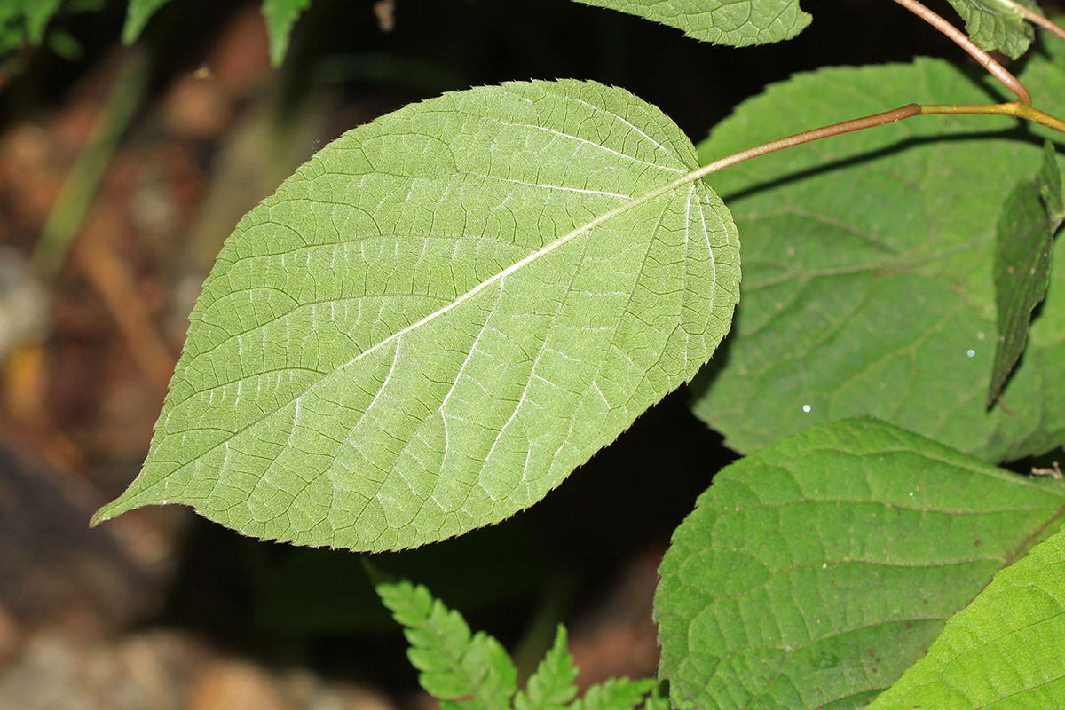 Image of Actinidia kolomikta specimen.