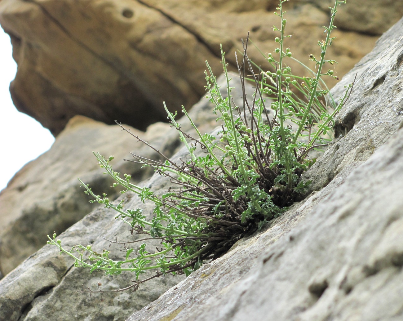 Image of Scrophularia variegata specimen.