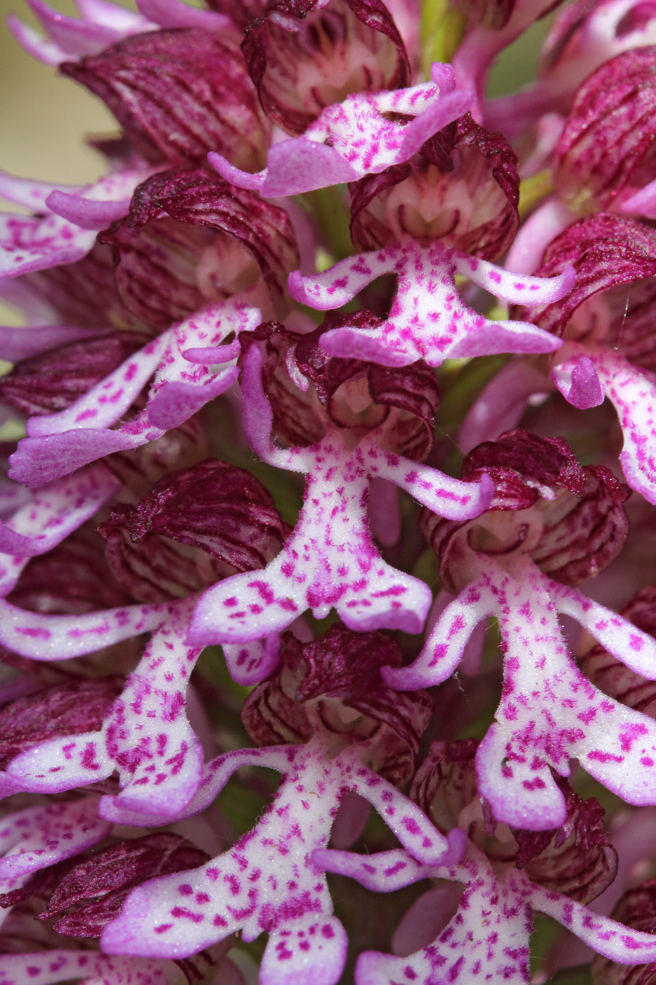 Image of Orchis purpurea ssp. caucasica specimen.