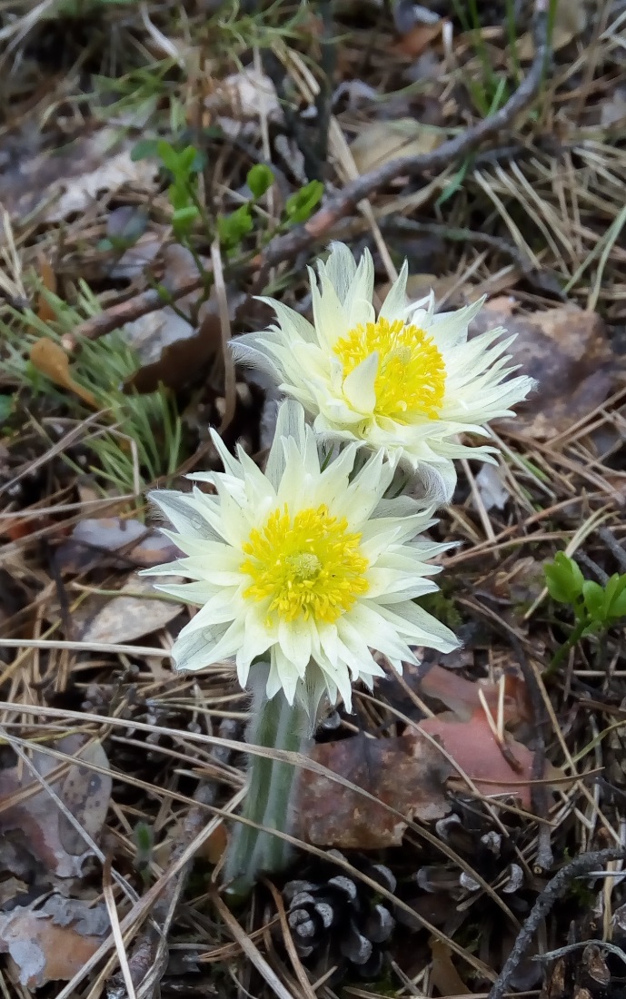 Изображение особи Pulsatilla uralensis.