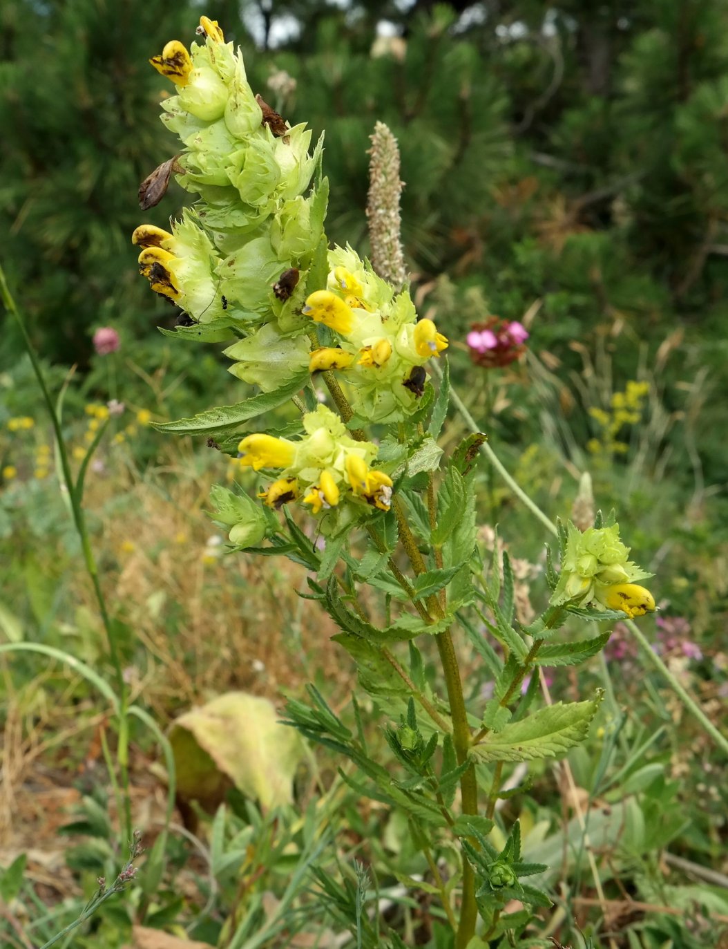 Image of genus Rhinanthus specimen.