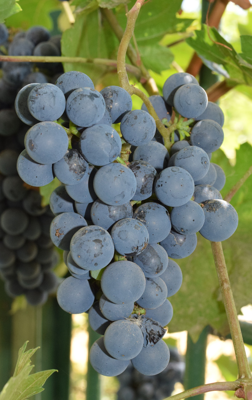 Изображение особи Vitis vinifera.