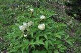 Paeonia macrophylla. Цветущее растение. Грузия, Боржоми-Харагаульский национальный парк, маршрут №1; гребень горного отрога, край поляны рядом с Picea orientalis ≈ 1850 м н.у.м. 26.05.2018.