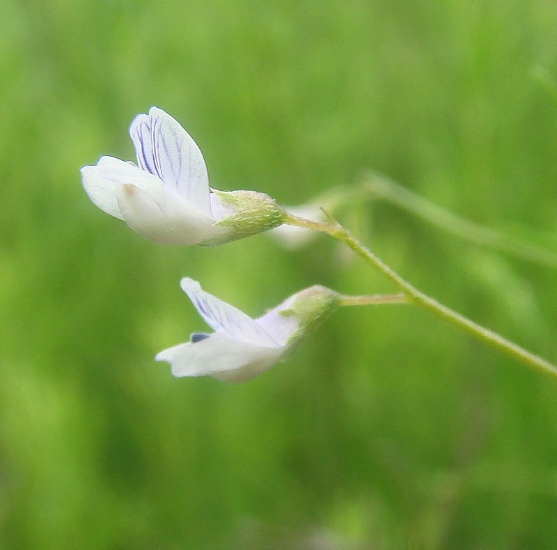 Image of Vicia hirsuta specimen.