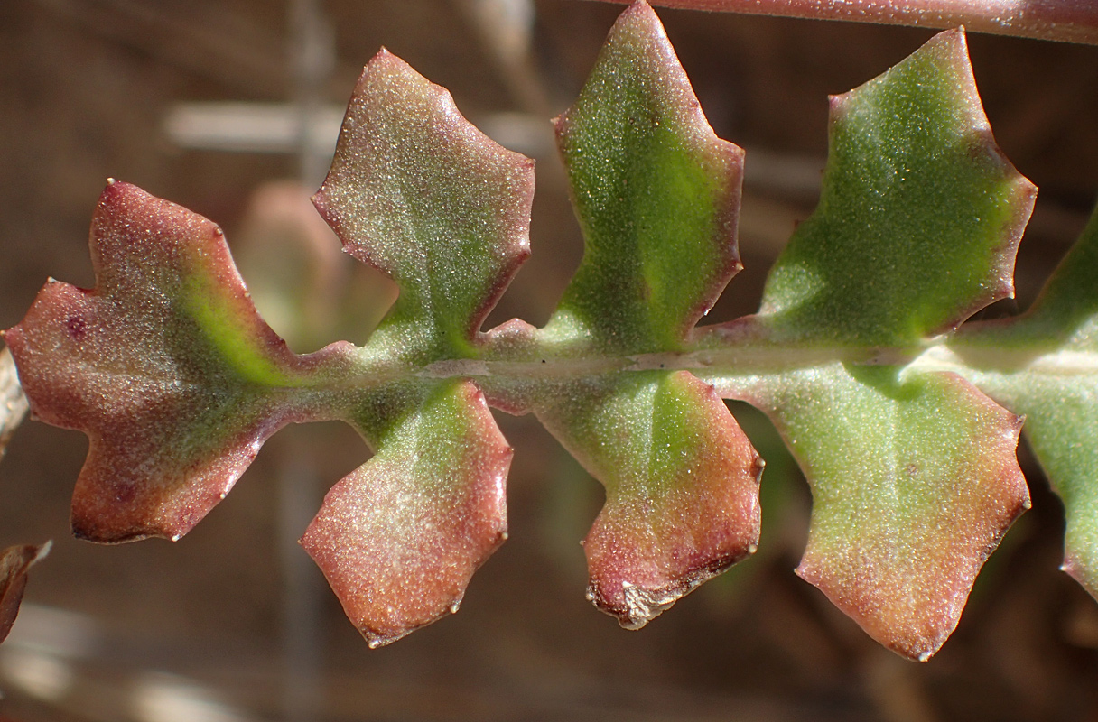 Изображение особи Hyoseris lucida.