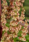 Rumex aquaticus. Часть соплодия. Башкортостан, Кугарчинский р-н, окр. дер. Мурадымово, природный парк \"Мурадымовское ущелье\", долина р. Большой Ик, прибрежный галечник. 2 сентября 2018 г.