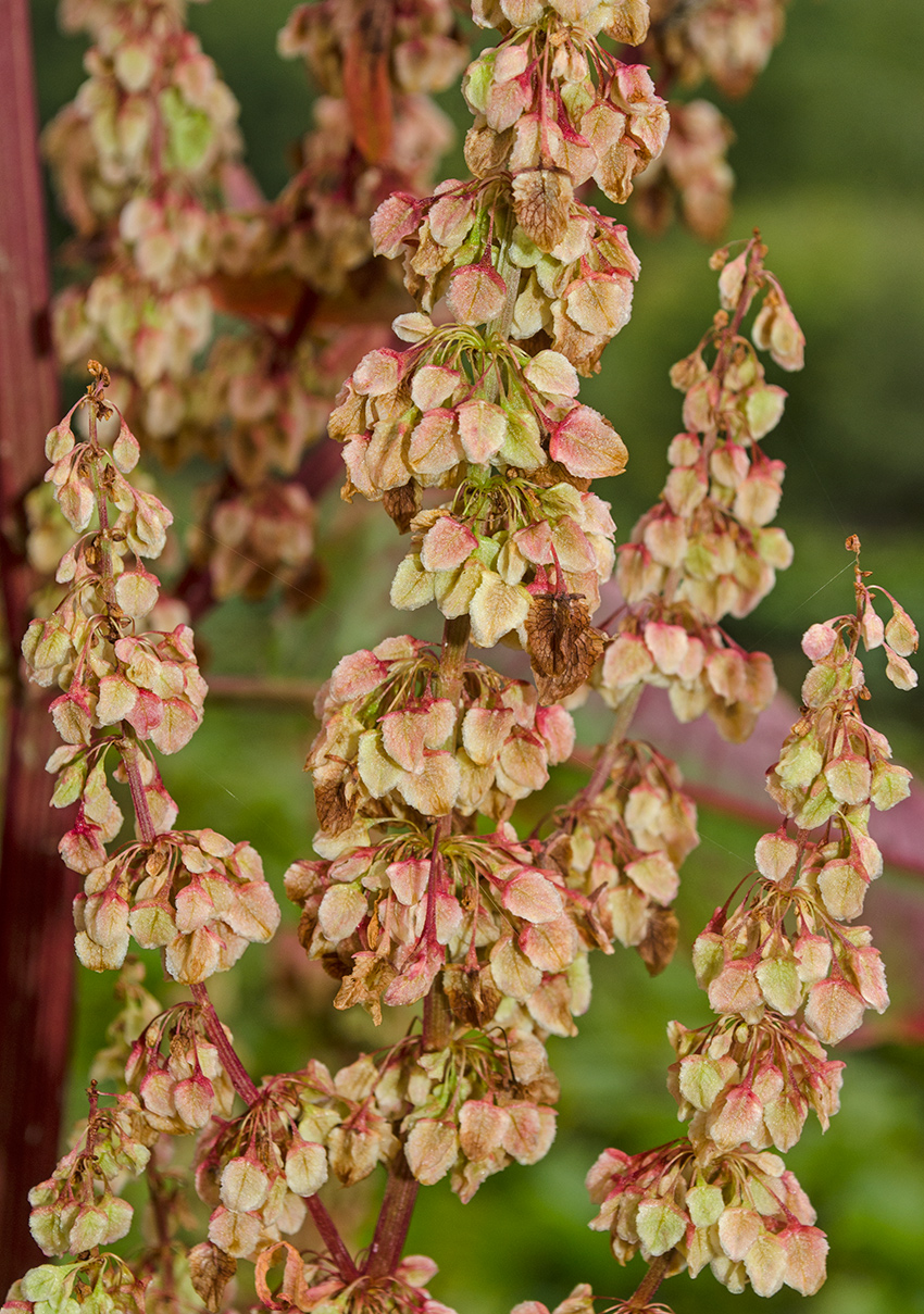 Изображение особи Rumex aquaticus.