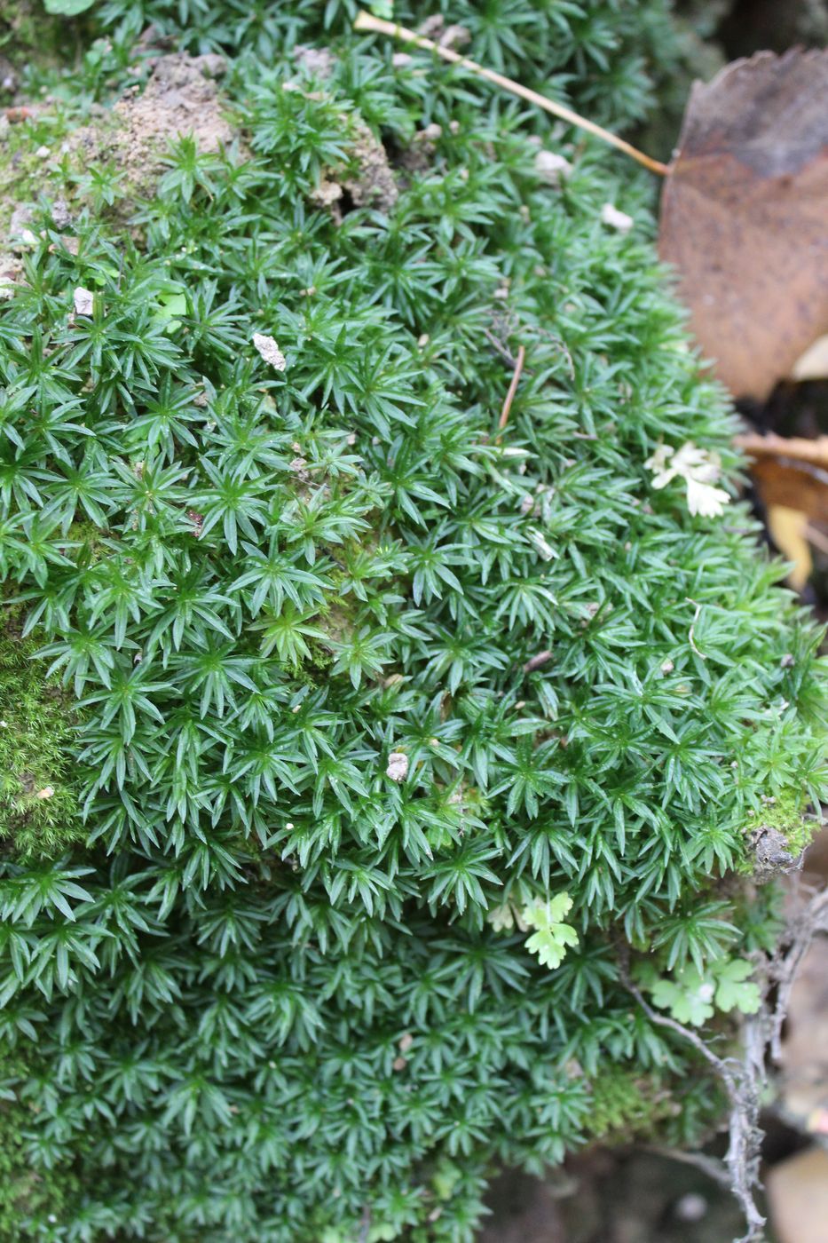 Image of Atrichum undulatum specimen.