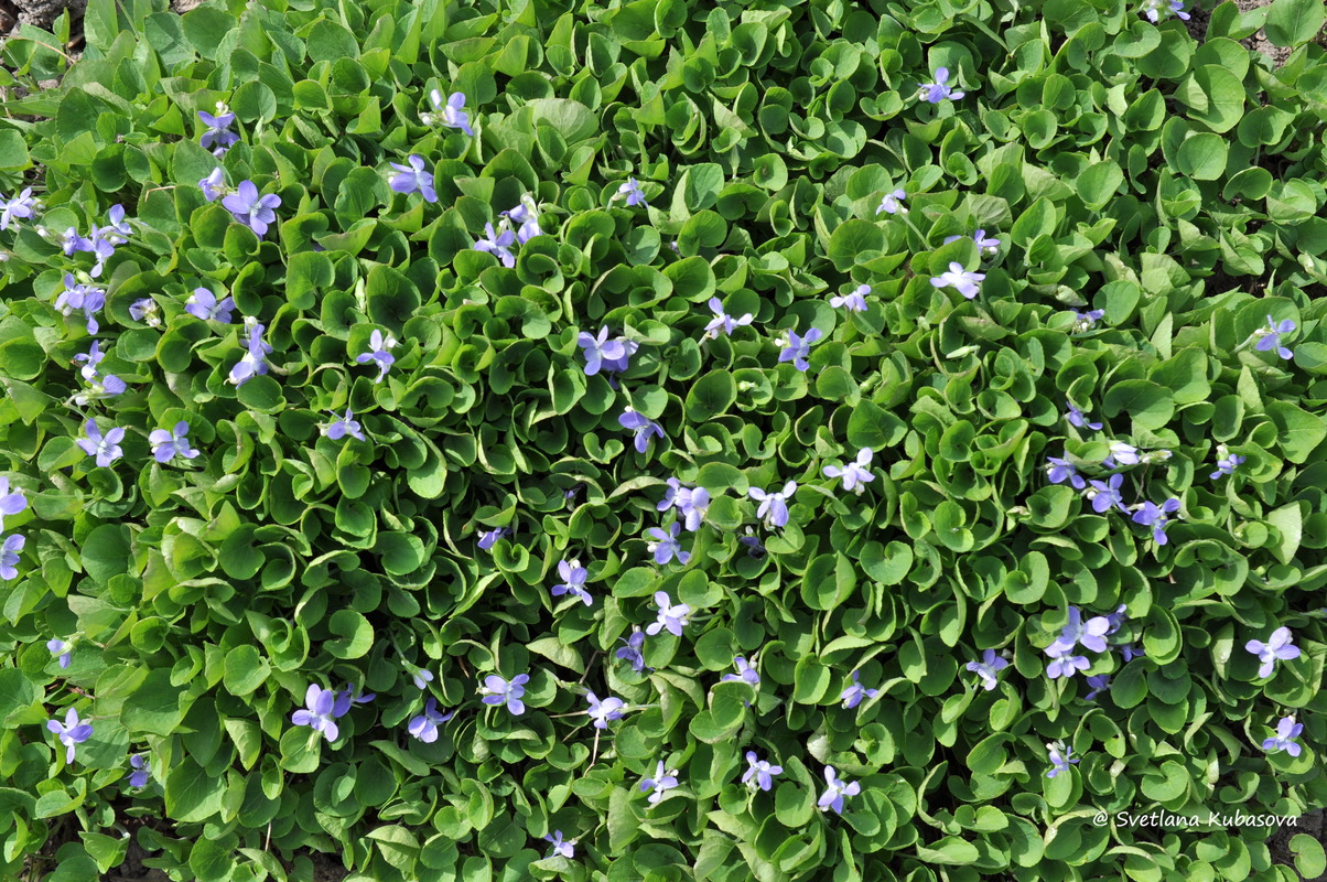 Image of genus Viola specimen.