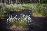 Eriophorum vaginatum