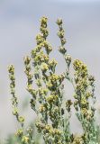 Artemisia skorniakowii. Верхушки монокарпических побегов с соцветиями. Таджикистан, Горно-Бадахшанская автономная обл., Мургабский р-н, окр. сельской общины (кишлака) Каракуль; Восточный Памир, денудационный шлейф западного макросклона Сарыкольского хребта, восточный берег оз. Каракуль, делювиальный борт озёрной котловины; экотонный комплекс высокогорной пустыни в верхнем поясе криофитно-остепненных автоморфных гемигалофитно-пустынных солончаков, выс. 3930 м н.у.м. 16 августа 2018 г.