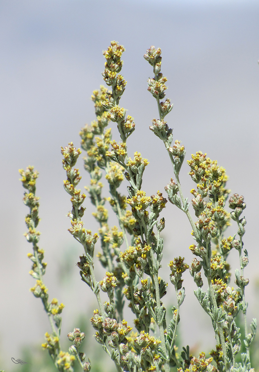 Изображение особи Artemisia skorniakowii.