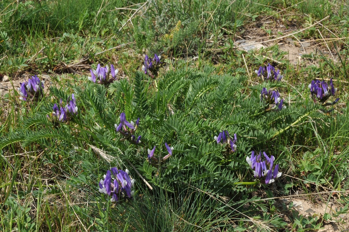 Image of Astragalus masenderanus specimen.