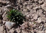 Chorispora pamirica. Плодоносящее растение на склоне из подвижных соленосных красно-малиновых пестроцветов. Кыргызстан, Ошская обл., Алайский р-н, окр. аула Бор-Добо, Памирский тракт, в 400 м от государственной границы с Таджикистаном; Восточный Памир, Заалайский хребет, северный макросклон вблизи водораздельного гребня, перевал Кызыл-Арт; сползающие к днищу по левому борту ущелья эрозионные материалы пестроцветных толщ, пустошные криофитно-разнотравные альпийские группировки на вспученных автоморфных солончаках, выс. 4250 м н.у.м. 14 августа 2018 г.
