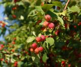 Malus prunifolia. Верхушка веточки с плодами. Казахстан, Восточно-Казахстанская обл., г. Усть-Каменогорск, Архитектурно-ландшафтный музей-заповедник, в культуре. 25.08.2017.