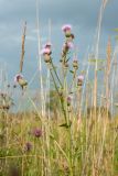 Cirsium setosum. Верхушка цветущего растения. Ленинградская обл., Ломоносовский р-н, окр. дер. Глядино, разнотравно-злаковый суходольный луг, у обочины полевой дороги. 22.07.2018.