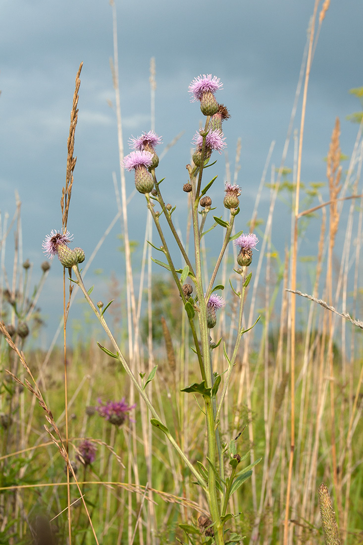 Image of Cirsium setosum specimen.