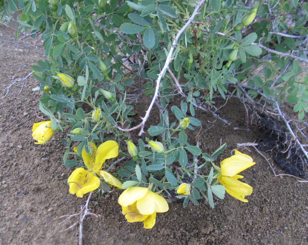 Image of Rosa rapinii specimen.