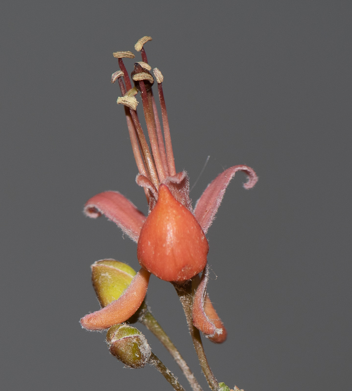 Изображение особи Capparis decidua.