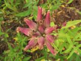 Saponaria officinalis