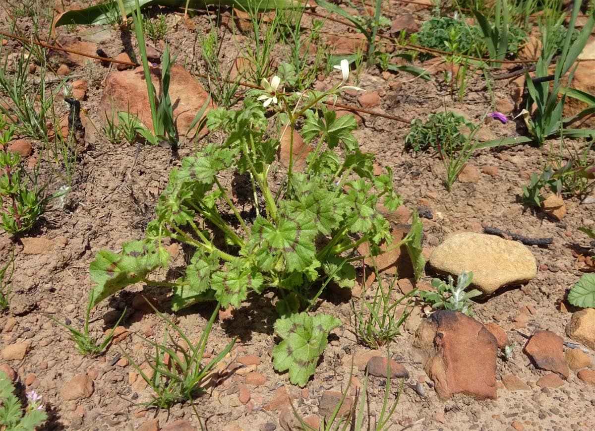 Изображение особи Pelargonium elongatum.