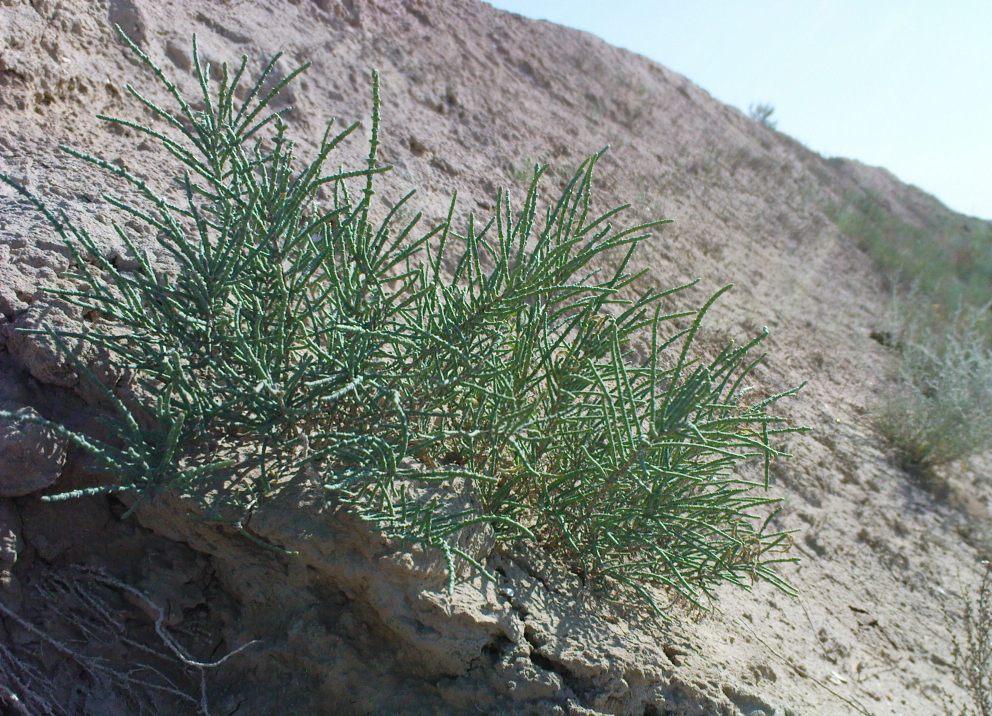 Image of Halostachys belangeriana specimen.