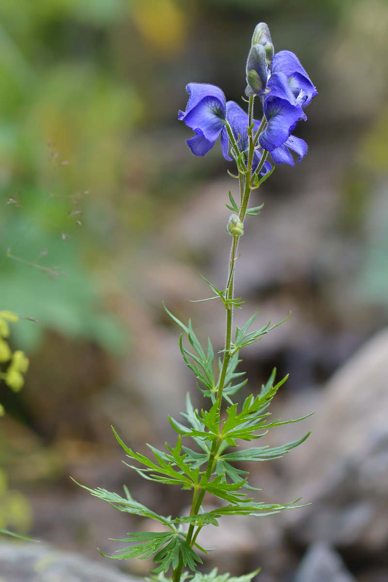 Изображение особи Aconitum cymbulatum.