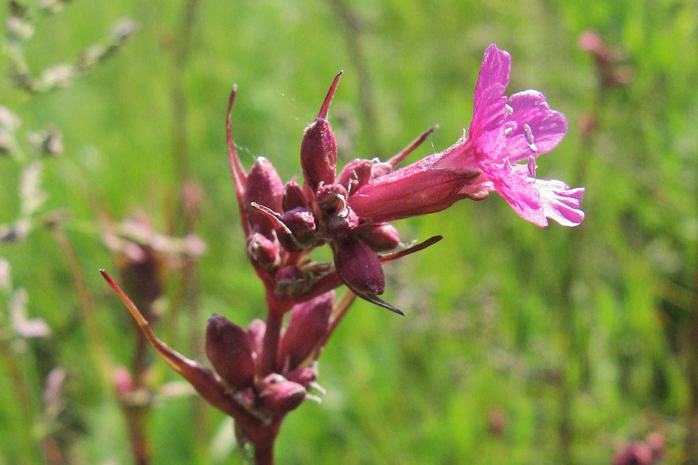 Изображение особи Viscaria vulgaris.