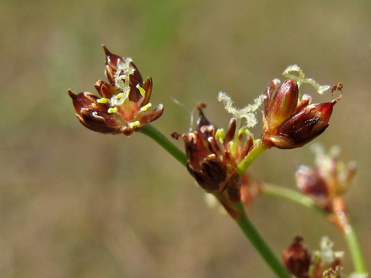 Изображение особи Juncus articulatus.