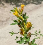 Chamaecytisus ruthenicus